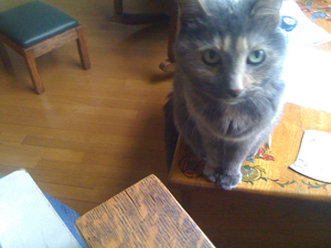 Calliope the Cat